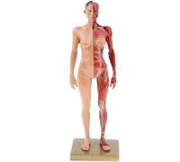 Generico 11.8" Modello Miniatura del Sistema Muscolare - Modello Anatomico dei Muscoli Umani in Resina, con Base e Texture Muscolare Trasparente - Mostra Muscoli Superficiali,Female