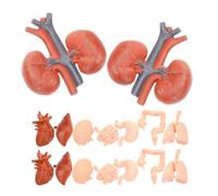 Generico 2 Set Di Modelli Di Organi Artificiali Oggetti Di Scena Per La Simulazione Di Organi Giocattoli Anatomici Per Strumenti Didattici Per L'Aula Giocattolo Di Anatomia Umana