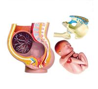 Generico 27 pz modello di bacino di gravidanza - modello di anatomia del corpo umano 4D di gravidanza-gravidanza 9 mesi feto del bambino e organi rimovibili, organi di gravidanza fetale mobile