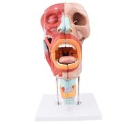 Generico 2X ingrandito naso umano, bocca, faringe, modello di laringe, modello anatomico facciale, laringe trachea modello di anatomia del muscolo faringeo, 10 parti