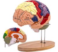Generico 2X Modello anatomico del Cervello Umano a grandezza Naturale, Modello anatomico del Cervello Umano per Le neuroscienze con 4 Modelli di Cervello Staccabili codificati a Colori