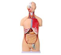 Generico 33,4 "modello anatomico del torso umano, 32 parti modelli di corpo umano a grandezza naturale rimovibili a doppio sesso con testa del cuore cranio cervello strati muscolari viscerali