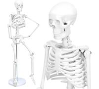 Generico 33.5''Adult Human Skeleton Model - 1/2 Life-Size Skeleton Model,3 Part Human Skull 206 Bones with Movable Arms, Legs & Display Metal Stand,for Medical Study And Teaching Display