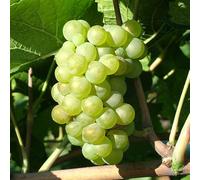 Generico 5pz Barbatella di vite innestata -UVA - Varietà Pinot Bianco (5pz)