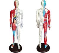 Generico 60 cm / 23,6 pollici agopuntura e muscolo modello anatomico maschile - punto di pressione e meridiani, per agopuntori e altri professionisti formazione insegnamento