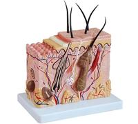 Generico 70x Ingrandisci Il Modello di Anatomia della Pelle Modello di Struttura del follicolo pilifero Modello di Anatomia Umana per l'insegnamento Medico Aiuto all'apprendimento