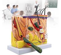 Generico 70X Modello anatomico ingrandito della Pelle, Modello anatomico della Pelle, Modello 3D della Struttura della Pelle con i Capelli per l'insegnamento della Scienza in Classe