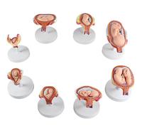 Generico 8 PCS Rimovibile Umano anatomico Sviluppo embrionale Infermiera Studio Umano Modello di Sviluppo fetale Umano Gravidanza processo di Sviluppo Modello
