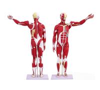 Generico 80 cm / 31,5 pollici modello di organo muscolare umano, modello di anatomia muscolare con 27 parti, modello di sistema muscolare in miniatura per l'insegnamento dello studio di fisiologia