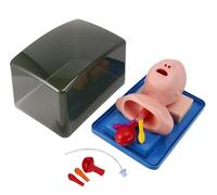 Generico Addestratore di intubazione Infantile, Modello avanzato di intubazione tracheale in PVC, manichino di intubazione pediatrica, addestratore di Gestione delle Vie aeree tracheali