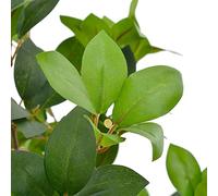 Generico Albero di Alloro Artificiale con Vaso Verde 90 cm,Arredo,Flora artificiale-280178