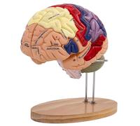 Generico Anatomia del modello del cervello umano, modello anatomico del cervello umano a grandezza naturale 2X per le neuroscienze con 4 modelli di cervello staccabili codificati a colori