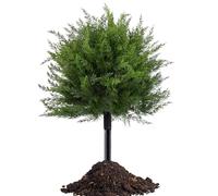 Generico Artificial Outdoor Simulated Shrubs - Cedar Landscape Trees & Small Pine Cypress Ground Inserts, UV Resistant Green Plants For Porch Or Garden Decoration