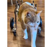 Generico Carrozzina per Gatti a 4 Ruote per Cani paralizzati - Carrello per Animali Domestici con Supporto Completo per Cani di Piccola e Media Taglia - Ausilio per la Mobilità di Animali feriti, Dis