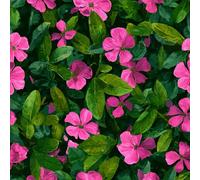 Generico Carta da Parati Autoadesiva Fiori Viola Vintage Decorativo Sfondo 44x500 cm Retro Piante Opaco Sticker per Carta da Parete Adesivo Soggiorno Camera Da Letto Bagno