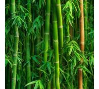 Generico Carta da Parati Autoadesiva Foresta Di Bambù Piante Decorativo Sfondo 44x600 cm Foresta Carta da Parete Adesivo Vinile Tessuti non tessuti Soggiorno Camera Da Letto Bagno