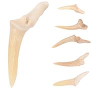 Generico Collana Maschile 6 Ciondoli a Forma di Dente di Squalo Fossile, Leggero e Regolabile, Collane Pendenti per Uomo e Ragazzo, Gioielli da Indossare in Vacanza come Regalo