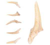 Generico Collane Uomo Set 6 Pezzi Denti di Squalo Fossile, Lisci e Naturali, per Attività Educative e Accessori Moda Tribali