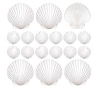 Generico Conchiglie per Lavoretti 20 Pezzi di Forniture DIY