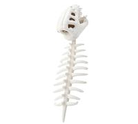 Generico Costume Dinosauro Scheletro Peluche Copricapo e Bambola Morbida e | Pupazzo Scheletro Copricapo Dinosauro Per Casa Camera Da Feste Interni Ragazzi Ragazze Donne Uomini Bambi