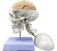 Generico Cranio e cervello umani con modello di vertebra cervicale, modello anatomico a grandezza naturale con suture numerate, per il modello didattico di visualizzazione dello studio