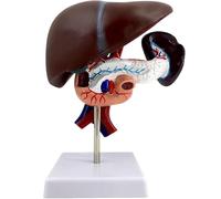 Generico Fegato umano medico con pancreas, duodeno e milza Modello di anatomia a grandezza naturale per l'insegnamento della scienza Modello medico