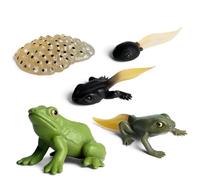 Generico Frog Life Cycle Figurines (5 Stages) - Realistic Animal Growth Model for Kids, Science Education Toy, Detailed Frog Life Cycle Set for Classroom & Homeschool Biology