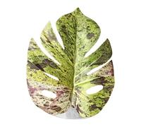 Generico Jumping Spider Plants Realistic Pet Habitat Decor with Suction Cup for Greenhouse Terrariums Snake Enclosures Hermit Crab Tanks Indoor Pet Rooms Bird