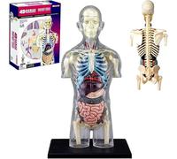 Generico Kit Modello di Busto di Anatomia Umana Trasparente 4D, Modello anatomico di organi Umani a metà Corpo 1:6-37 Parti Staccabili, per Display didattico e didattico
