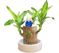 Generico Legno Brasiliano Fortunato, Pianta Portafortuna con Panda e Personcina, Albero della Felicità per Casa, Decorazione da Scrivania con Simbolo di Prosperità e Benessere (Blu)
