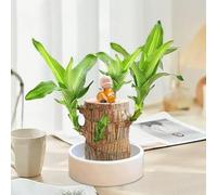 Generico Legno Brasiliano Fortunato, Pianta Portafortuna con Panda e Personcina, Albero della Felicità per Casa, Decorazione da Scrivania con Simbolo di Prosperità e Benessere (Arancione)