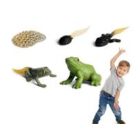 Generico Life Cycle Figures of Frog - Frog Growth Model Ornament | 5PCS Realistic SolidFrog and Tađpole Growth Cycle Model, Educational Frogs LifeCycle Toys for Kids & Students