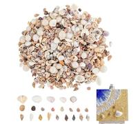 Generico Mini Conchiglie da Lavoretti Lavoretti Fai da Te | Conchiglie Decor Matrimonio Fai da Te Per Hobbisti Principianti Adulti Bambini Insegnanti d'Arte Artisti Acquari e Vasche