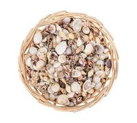 Generico Mini Seashells Bulk - Mixed Shells | 1000 PCS Craft Supply