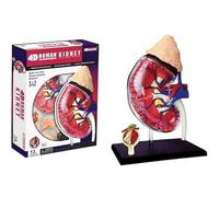Generico Modelli anatomici, kit di modelli di anatomia del rene umano 4D con 13 parti staccabili Anatomia umana per studenti Modelli di insegnamento delle scienze Modelli umani