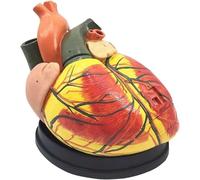 Generico Modelli di cuore con ingrandimento 4X, con istruzioni digitali per l'etichettatura digitale e la posizione anatomica per comprendere la struttura del cuore umano e l'insegnamento