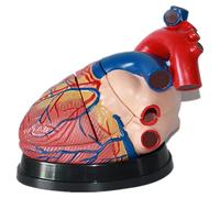 Generico Modelli di cuore umano 3 volte, modello anatomico vascolare cardiaco, staccabile in 3 parti per dimostrare la struttura e la funzione del cuore umano