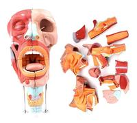 Generico Modelli umani di naso, bocca, faringe e laringe - Modello anatomico del muscolo del viso, sistema respiratorio 2 volte ingrandito, con etichetta numerica per il display dello studio