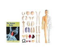 Generico Modello Anatomia Umana 3D con 29 Organi Rimovibili, Kit Didattico per Studio del Corpo Umano, Struttura Torso con Organi Assemblabili, per Scuole e Appassionati di Scienze