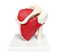 Generico Modello Anatomico- 20x18x14 Cm Sussidio Didattico Anatomico In PVC | Modello Anatomicco Di Spalla E Cuffia | Per Formazione Dimostrazione Insegnanti Donne Ragazzi Ragazze Giovani