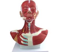 Generico Modello anatomico dei muscoli della testa, del collo e del torace, modello anatomico della testa e dei muscoli umani per l'allenamento del viso microplastico