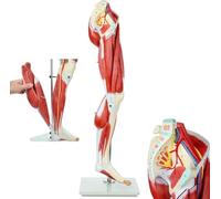 Generico Modello anatomico dei muscoli delle gambe umane, a grandezza naturale 13 parti Arti inferiori Arterie rimovibili Nervi Ossa Vene Tendine Piede per studio Insegnamento Educativo