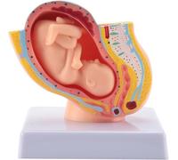 Generico Modello anatomico del bacino della donna incinta, modello anatomico della sezione pelvica della donna umana a grandezza naturale Modello anatomico del feto del bambino di nove mesi