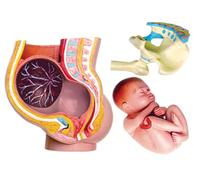 Generico Modello anatomico del bacino della gravidanza umana 4D, modello dell'utero umano mini a grandezza naturale in 3 parti con strumenti di educazione al parto del feto rimovibile