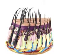 Generico Modello Anatomico del Follicolo Pilifero, Modello di Crescita dei Capelli, Modello di Capelli Umani con Ingrossamento Semicircolare, Modello Anatomico della Pelle Umana con Modello