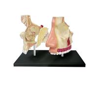 Generico Modello anatomico del naso umano, Modello del naso umano standard 4D e anatomia olfattiva, 7 parti staccabili per l'educazione scientifica scolastica
