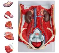 Generico Modello anatomico del sistema urinario maschile, modello anatomico dell'organo della parete addominale, modello didattico genitourinario, modello anatomico umano del sistema urinario