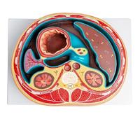 Generico Modello anatomico della cavità addominale, modello anatomico della sezione trasversale a grandezza naturale 1:1 Cavità addominale, colonna vertebrale toracica, intestino e muscoli