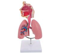 Generico Modello anatomico della gola della cavità nasale umana, modello polmonare umano 3D, strumento didattico del modello polmonare, per gli studenti Studio Display Modello didattico