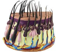 Generico Modello anatomico della Pelle dei Capelli Umani, Modello di Anatomia del follicolo pilifero del Modello di Crescita dei Capelli, Modello di ingrandimento della Pelle dei Capelli